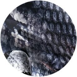 pns foil design 14 animal